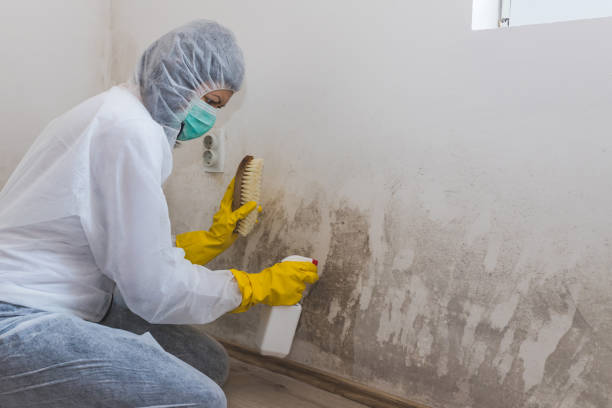 Best Black Mold Removal in Crown Heights, NY